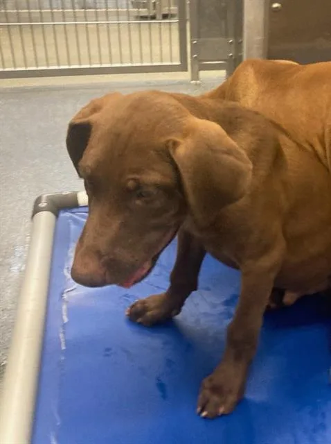 A baby large-sized male Labrador Retriever dog named Ragnar for adoption in Dallas, TX