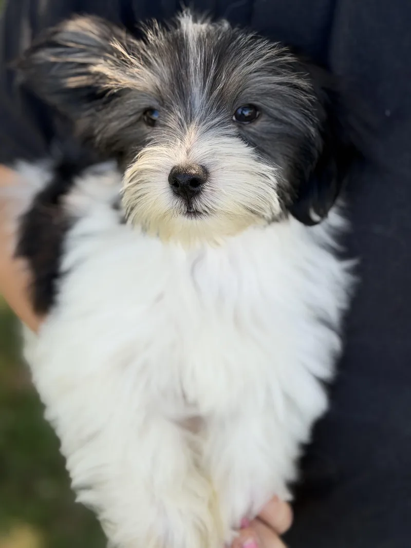 A baby small-sized male Yorkshire Terrier dog named Bodhi for adoption in Yuba City, CA