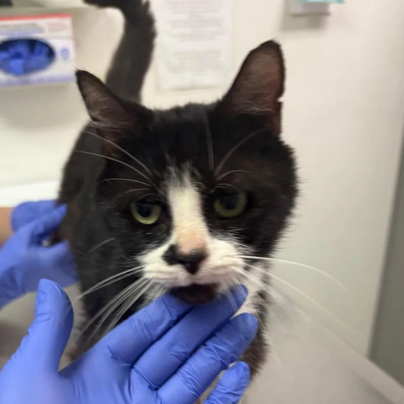 An adult medium-sized male Black Domestic Medium Hair cat named Shadow for adoption in Charleston, WV
