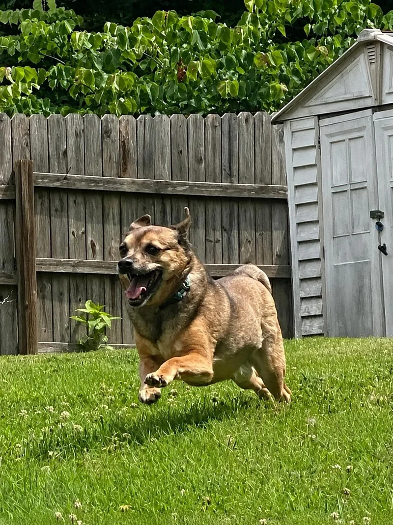 An adult small-sized male Chihuahua dog named Lil Buddy for adoption in Franklin, TN