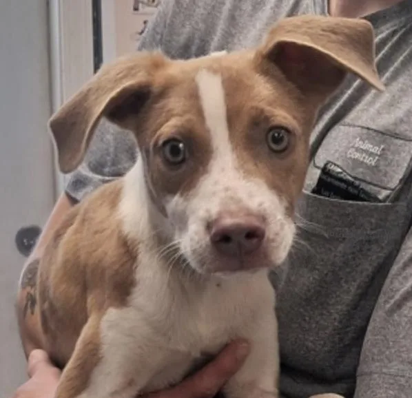 A baby medium-sized male Pit Bull Terrier dog named Coda for adoption in Hollister, MO