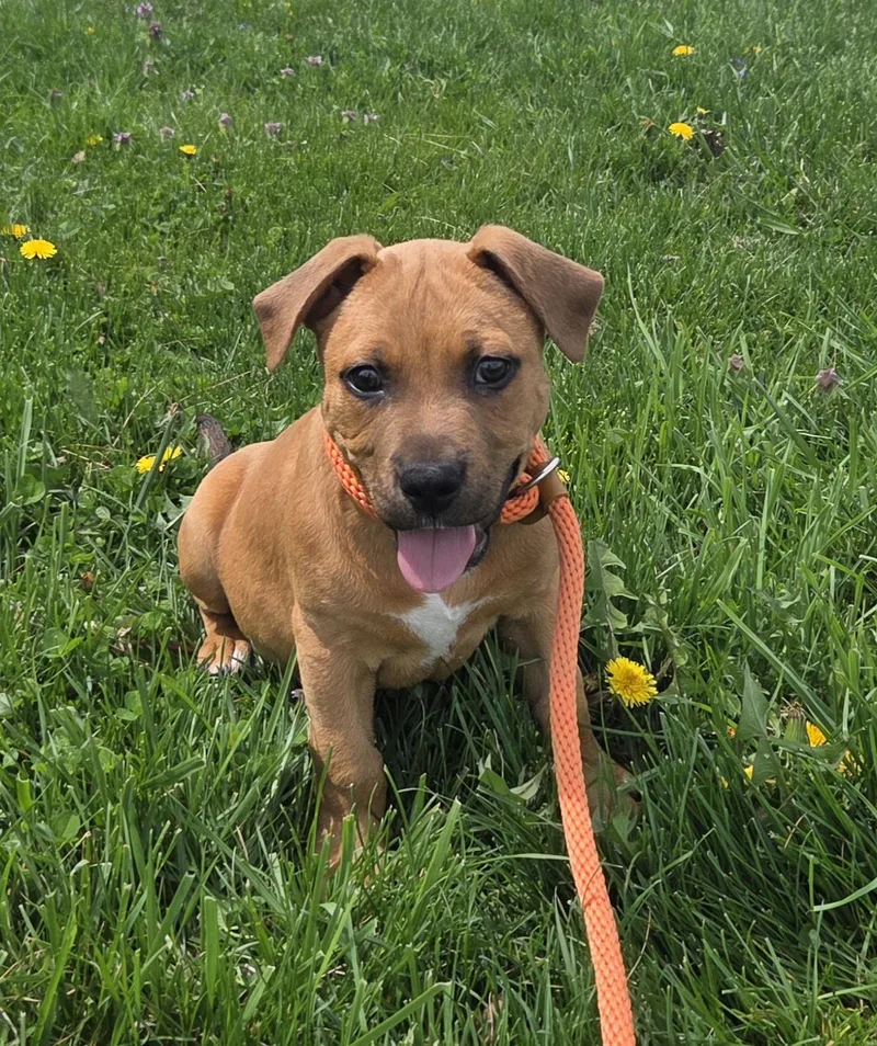 A baby medium-sized male Red / Chestnut / Orange Labrador Retriever dog named Gaspar for adoption in Muncie, IN