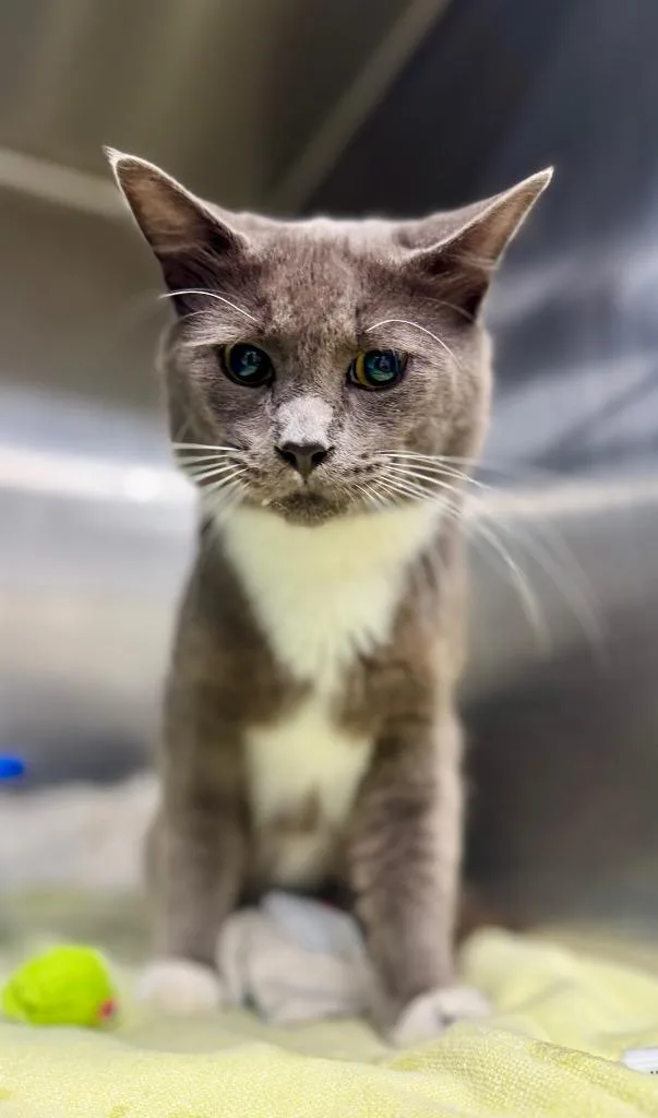 A young medium-sized male Domestic Medium Hair cat named Lucky for adoption in Danielsville, GA