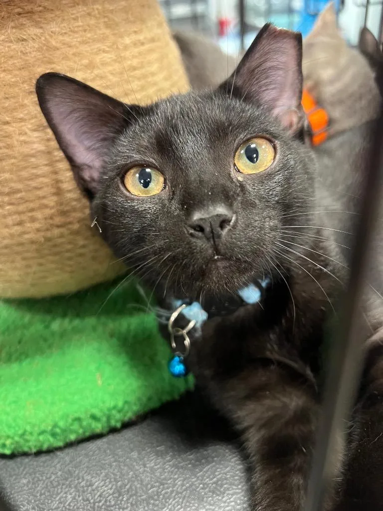 A baby small-sized male Domestic Short Hair cat named Magnum for adoption in Augusta, GA