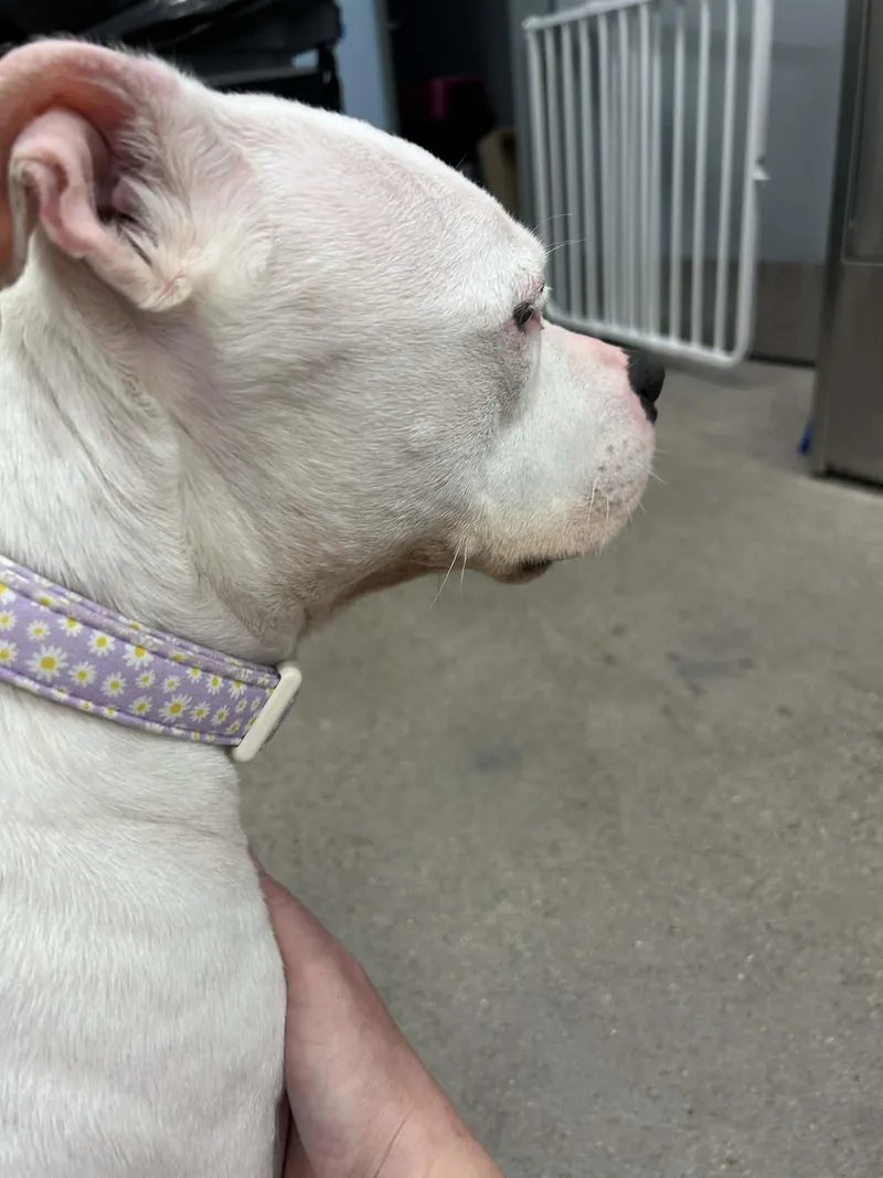 An adult medium-sized female White / Cream Pit Bull Terrier dog named Daisy for adoption in Wakefield, RI