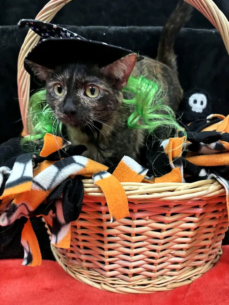 A young medium-sized female Tortoiseshell cat named Boba for adoption in Pueblo, CO