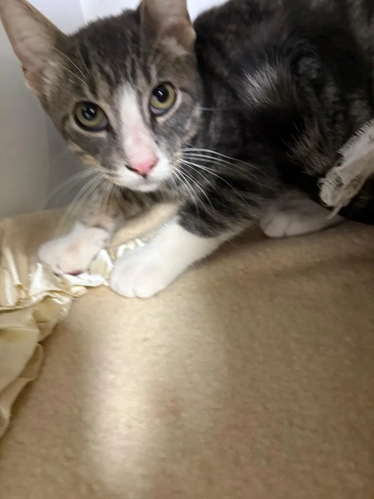 A baby medium-sized male American Shorthair cat named Marty for adoption in Neosho, MO