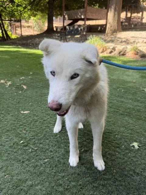 A young medium-sized male Siberian Husky dog named Cloud for adoption in Walnut Creek, CA