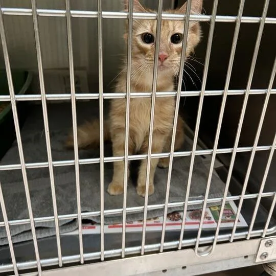A young small-sized male Orange / Red Domestic Medium Hair cat named Ximba for adoption in Perkiomenville, PA