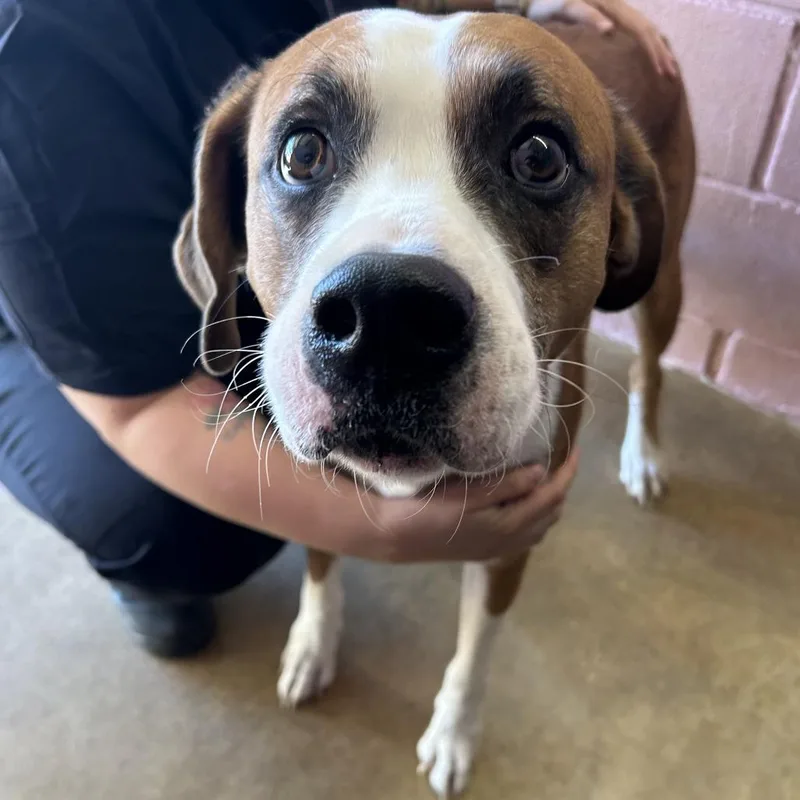 An adult large-sized male Brown / Chocolate Boxer dog named Dozer for adoption in Austin, TX