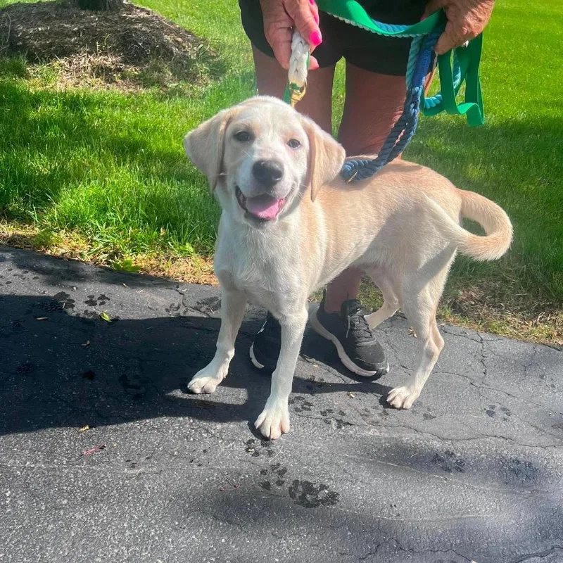 A baby medium-sized male White / Cream Mixed Breed dog named Hambone for adoption in St. Charles, IL