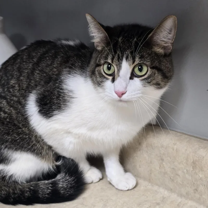 A young medium-sized male Tabby (Brown / Chocolate) Domestic Short Hair cat named Ziggy Lemon for adoption in Circleville, OH