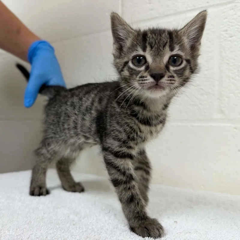 A baby small-sized female Brown / Chocolate Domestic Short Hair cat named Candy Corn for adoption in Verona, VA