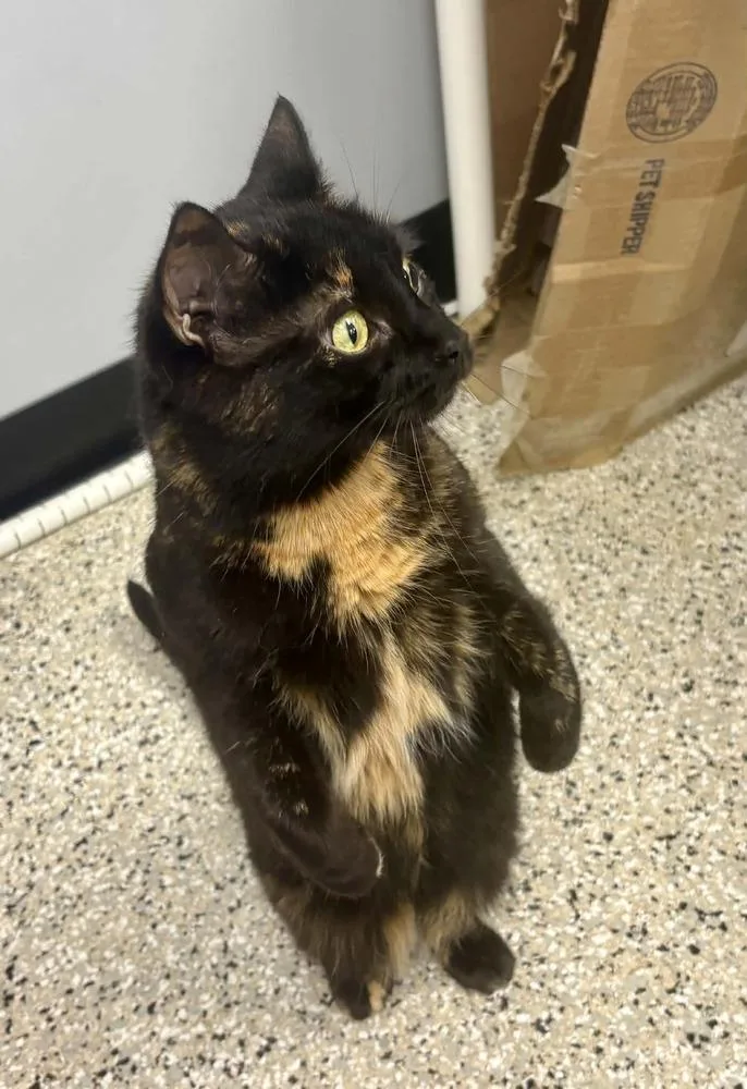 An adult small-sized female Domestic Short Hair cat named Blossom for adoption in Plymouth, MN