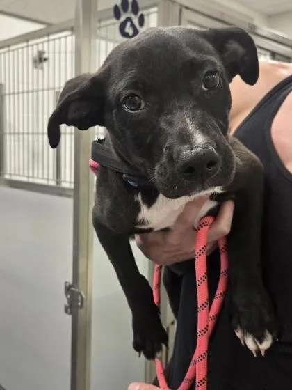 A young small-sized female Labrador Retriever dog named ClaraBelle for adoption in Daphne, AL