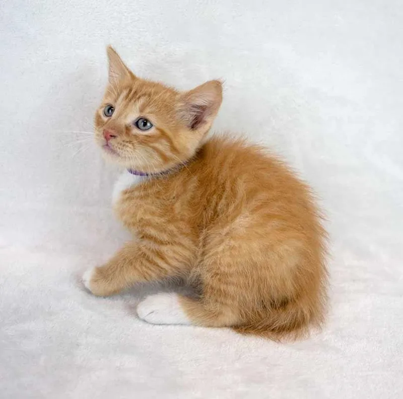 A baby medium-sized male Domestic Short Hair cat named Benny for adoption in Kennesaw, GA