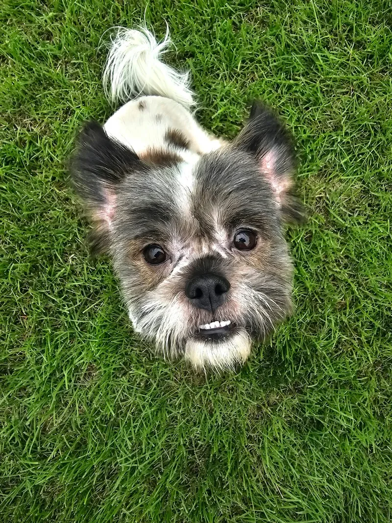 A young small-sized male Shih Tzu dog named Fletcher for adoption in Cedar Rapids, IA