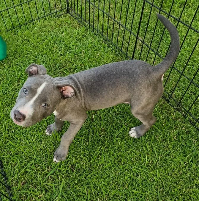A baby medium-sized female Pit Bull Terrier dog named Aphrodite for adoption in McKinney, TX