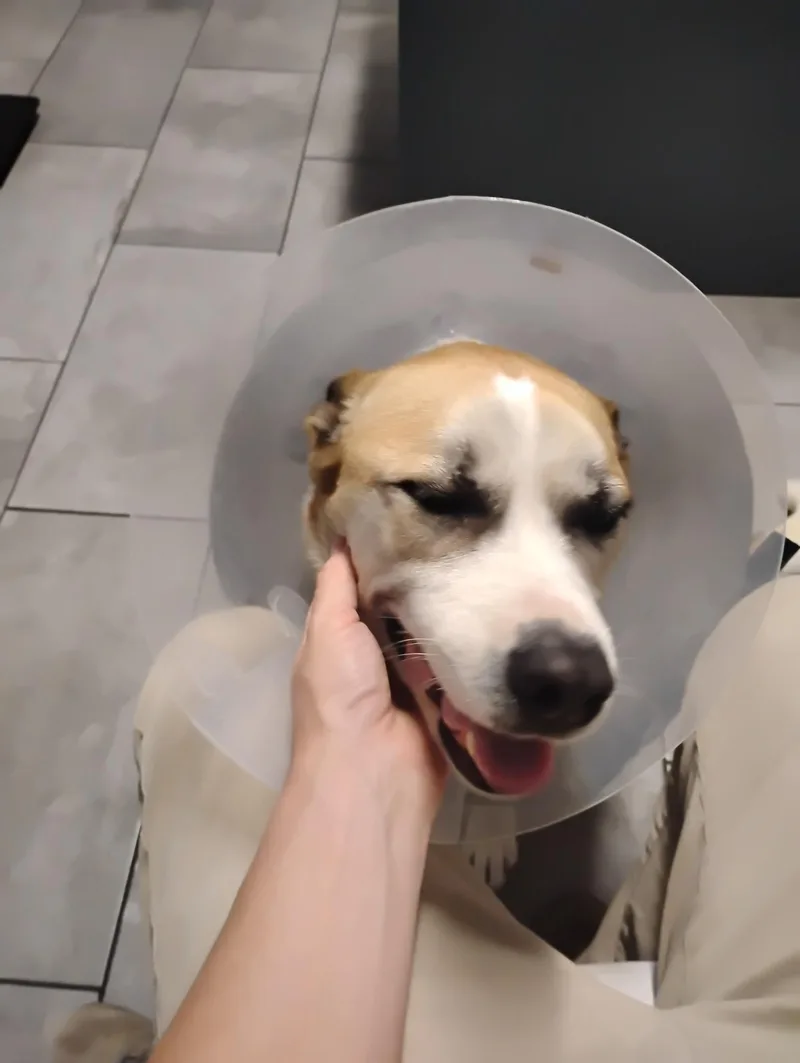 Rocky thumbnail 2