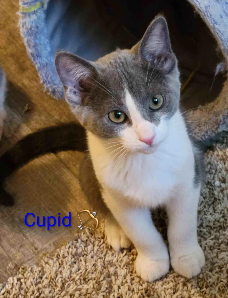 A baby medium-sized male Gray & White Domestic Short Hair cat named Cupid for adoption in Las Vegas, NV