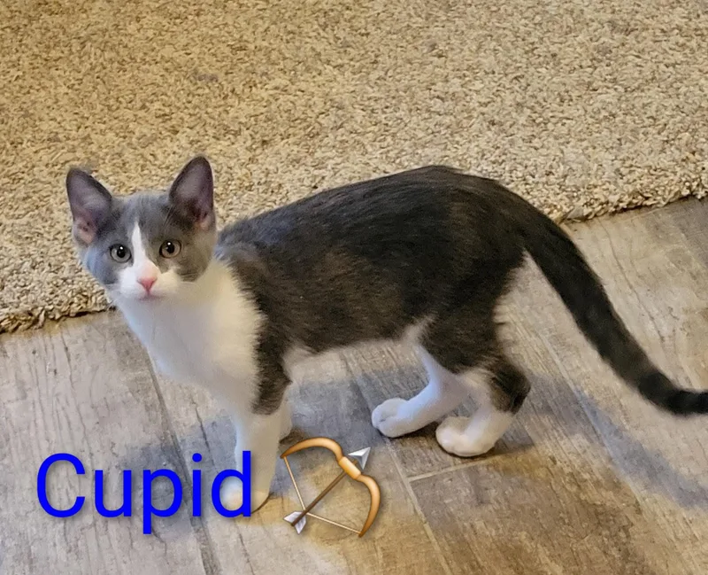 Cupid thumbnail 2