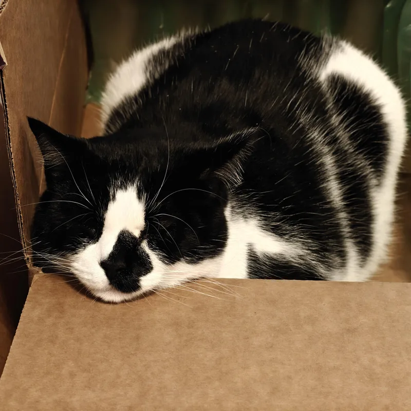 An adult medium-sized male White Domestic Short Hair cat named COURTESY LISTING Mochi for adoption in Moscow, ID