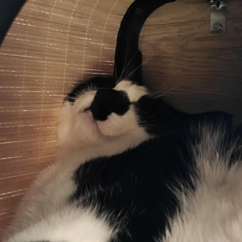 COURTESY LISTING Mochi thumbnail 2