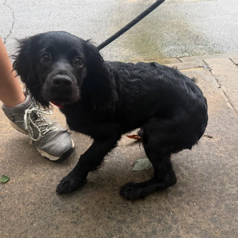 A young small-sized male Black Mixed Breed dog named StrayWarmSpringsRoad for adoption in Columbus, GA