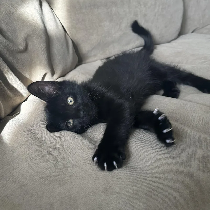 A baby medium-sized male Black Domestic Short Hair cat named C Energy for adoption in Richmond, VA