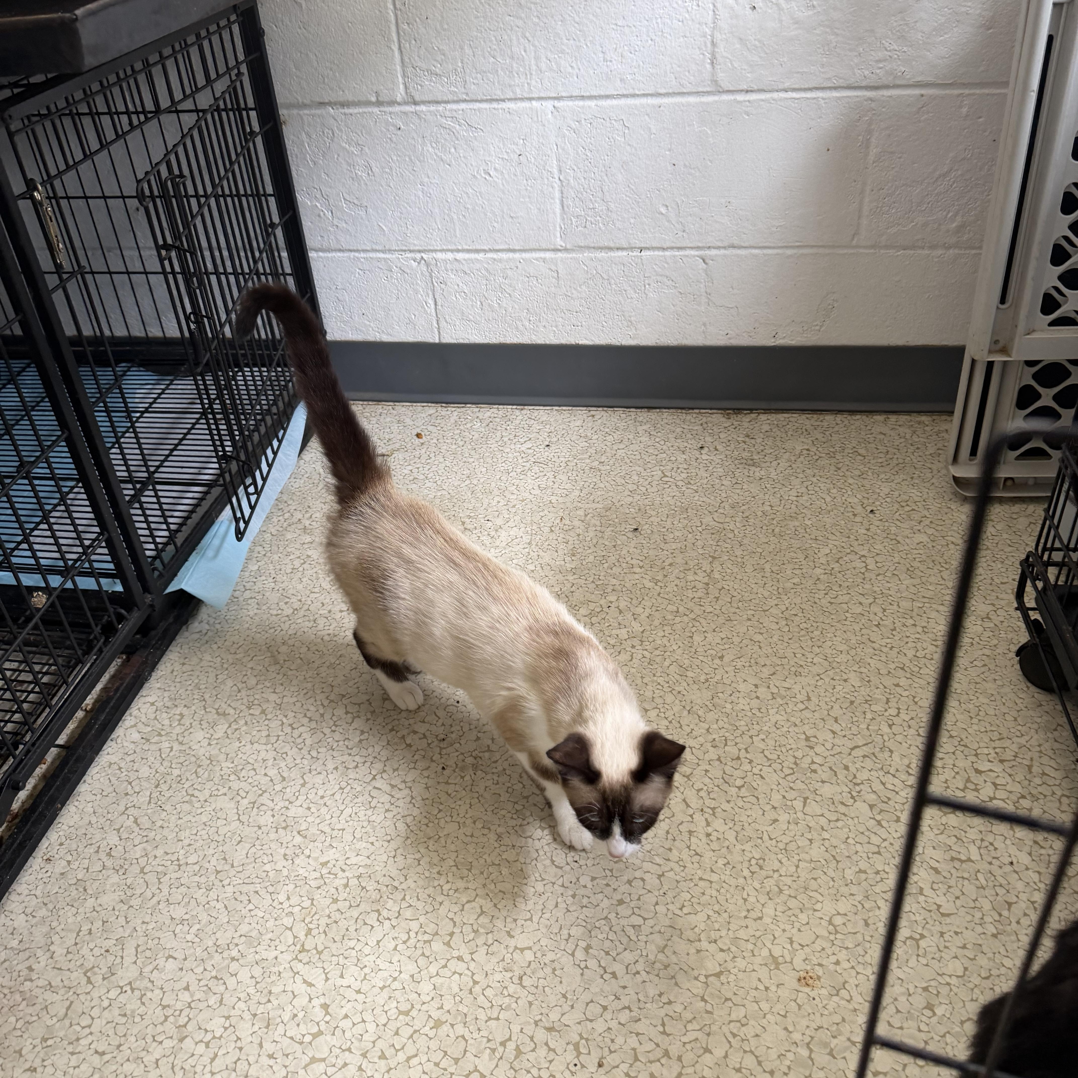 An adult medium-sized female Siamese cat named Cynthia for adoption in Muldrow, OK