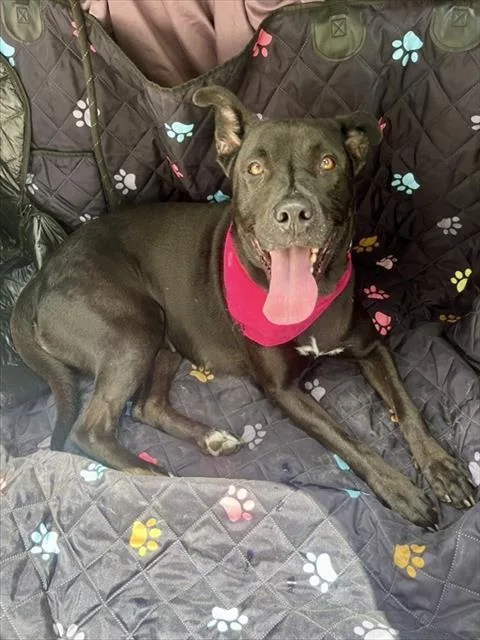An adult large-sized female Terrier dog named Shadow for adoption in Miami, FL