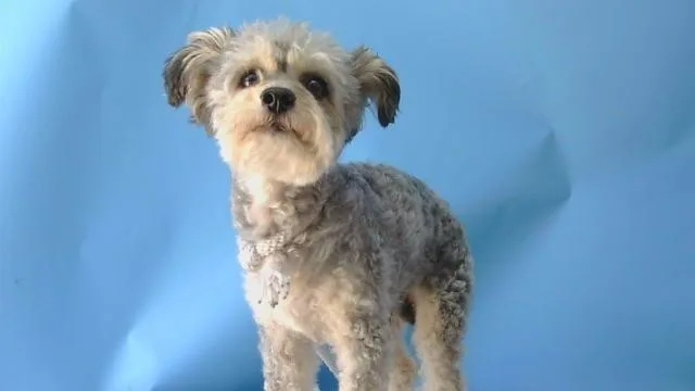 An adult small-sized female Schnauzer dog named Nina for adoption in Gardena, CA