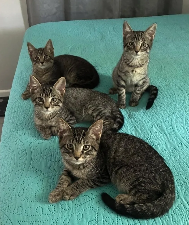A baby medium-sized male Gray / Blue / Silver Domestic Short Hair cat named Soultrain for adoption in Sedalia, CO