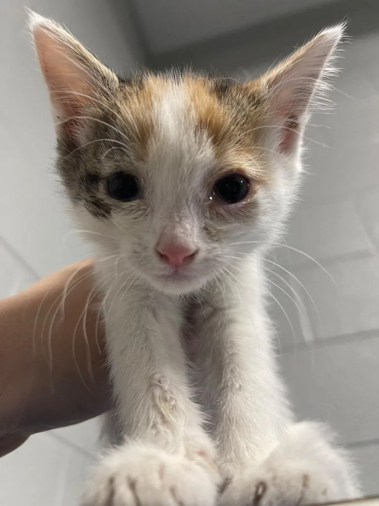 A baby small-sized female Domestic Short Hair cat named Pam for adoption in Henderson, NC