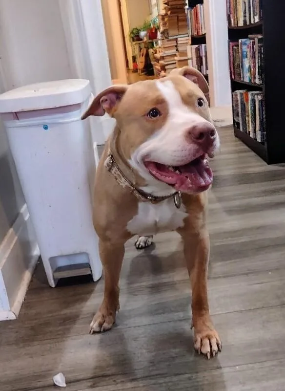 An adult large-sized male White / Cream Mixed Breed dog named Tarantino for adoption in Cincinnati, OH