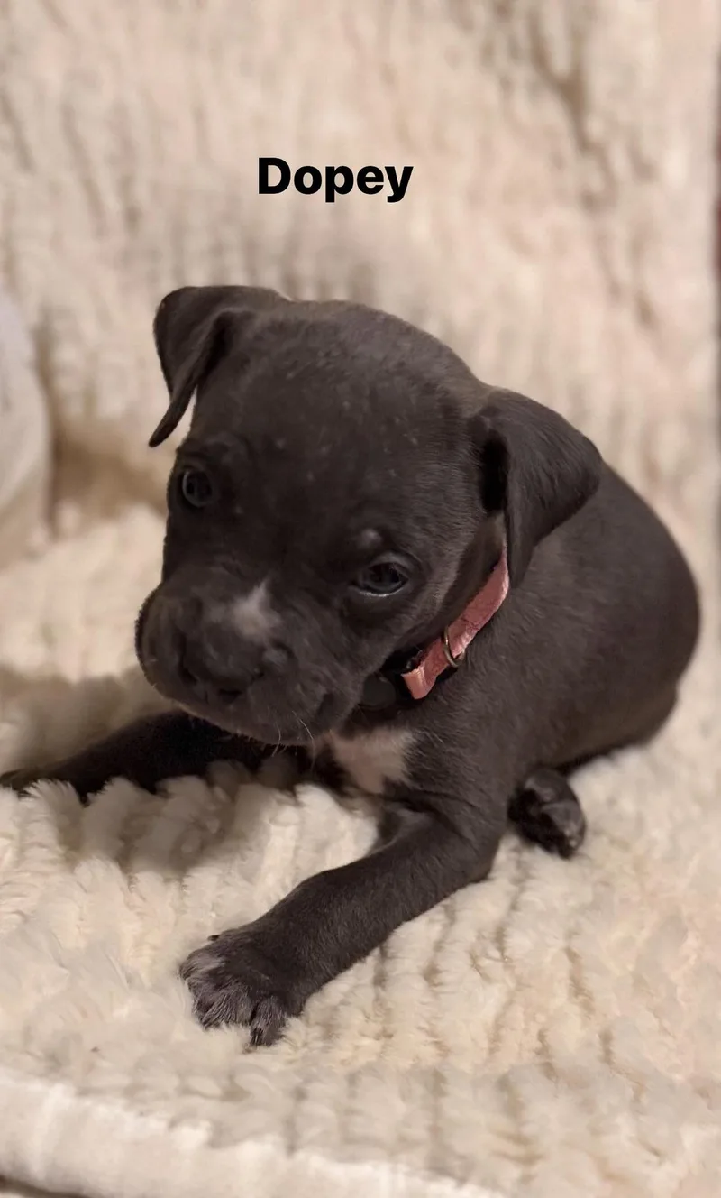 Dopey