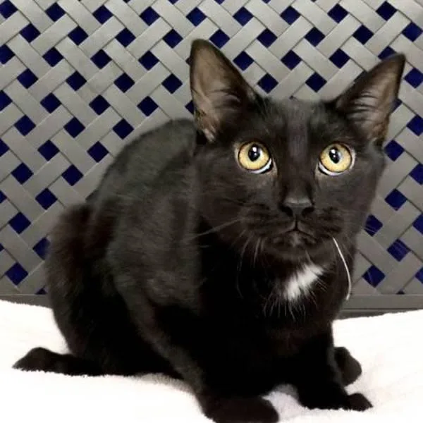 A baby small-sized male Domestic Short Hair cat named Canto for adoption in Midland, TX