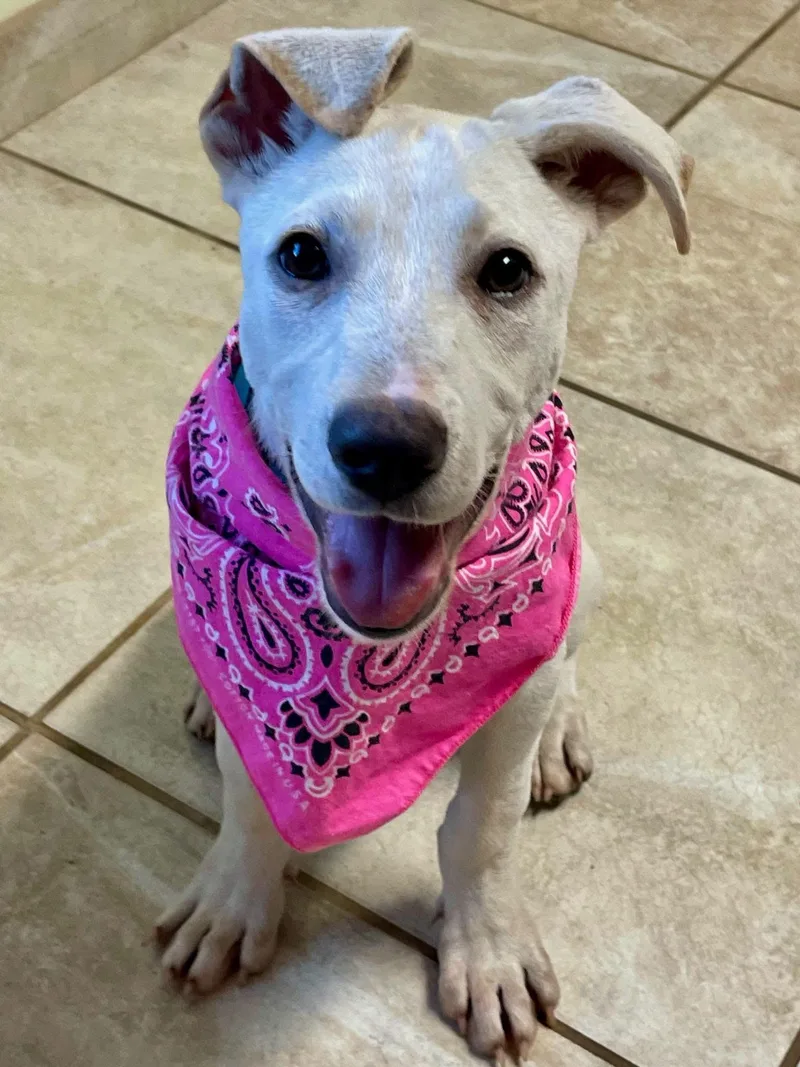 A young medium-sized female White / Cream Mixed Breed dog named Jayla for adoption in Lacon, IL