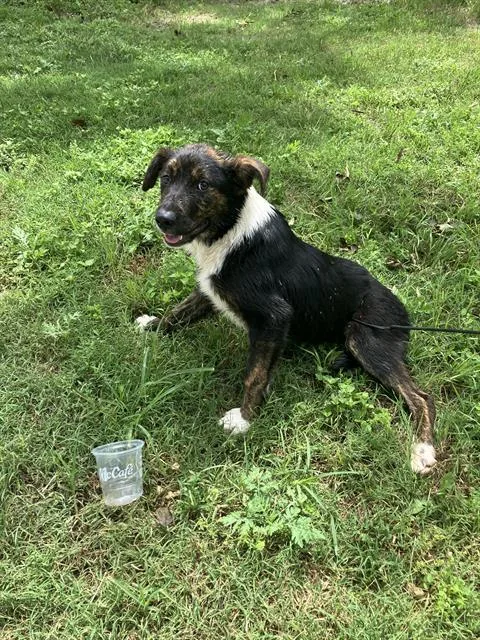 A baby large-sized male Mixed Breed dog named Augustus for adoption in Dallas, TX