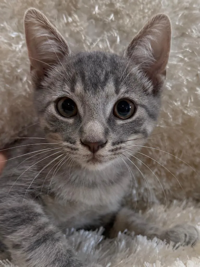 A baby small-sized female Tabby cat named Julep for adoption in Brookhaven, MS