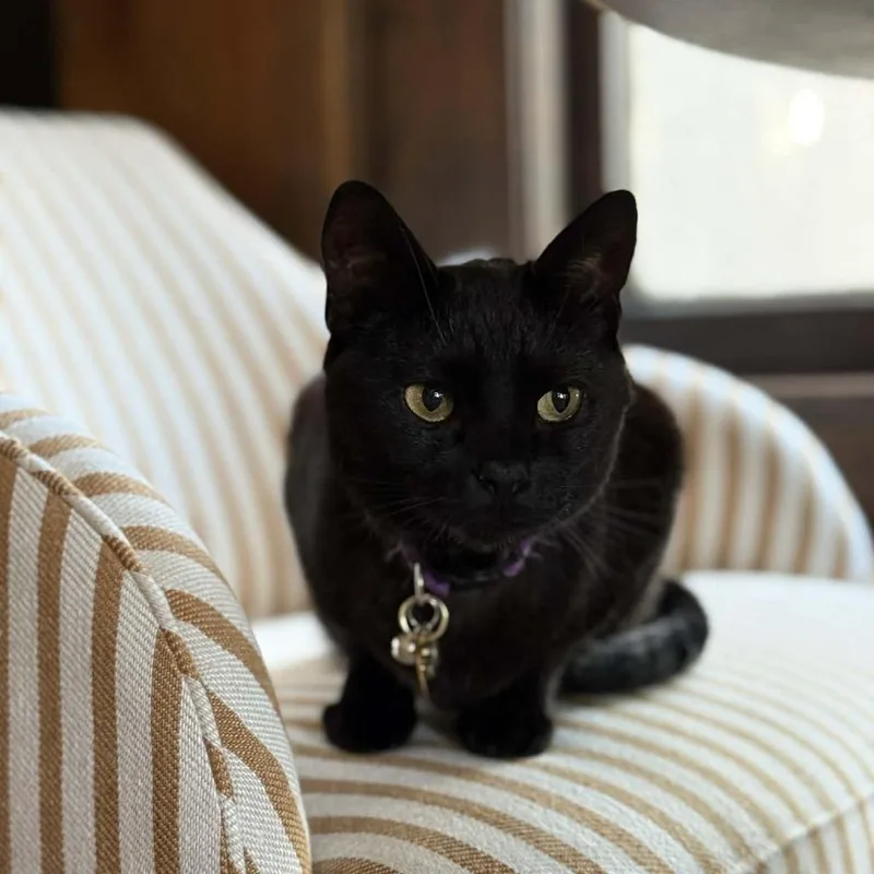 An adult small-sized female Domestic Short Hair cat named Aisling for adoption in Downers Grove, IL
