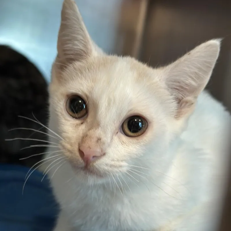 A baby small-sized male White Domestic Short Hair cat named Caramel Apple for adoption in Matteson, IL