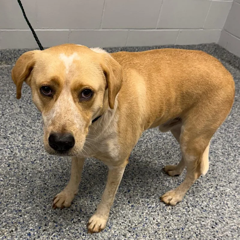 An adult medium-sized male Yellow / Tan / Blond / Fawn Mixed Breed dog named LabraCadabra for adoption in Greenville, SC