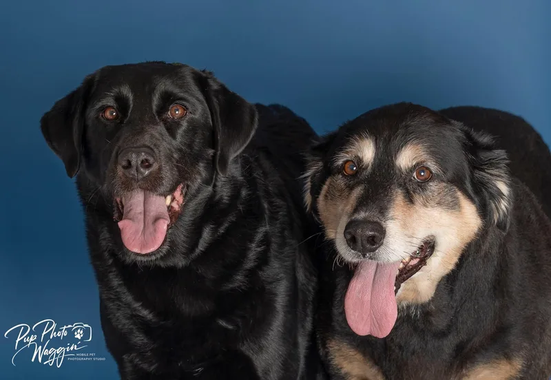 A senior extra large-sized male Black Labrador Retriever dog named Rowdy & Buddy for adoption in Broken Arrow, OK