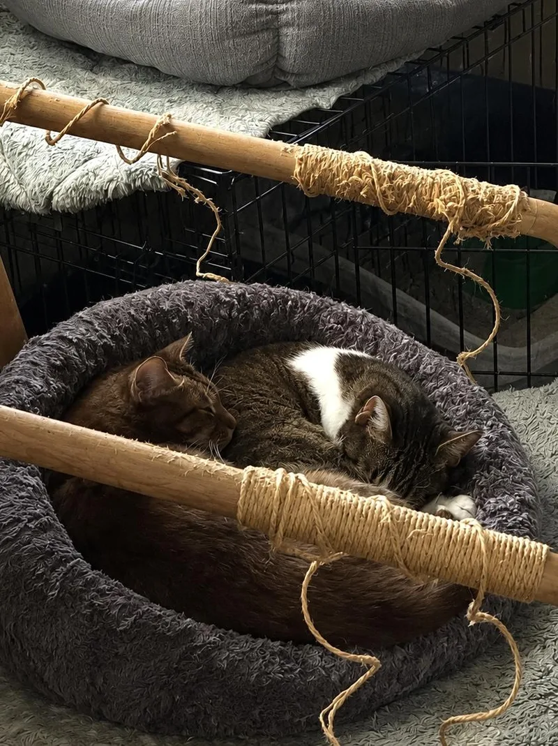 A senior medium-sized female Domestic Short Hair cat named Tiger & Beaver for adoption in Mooresville, NC