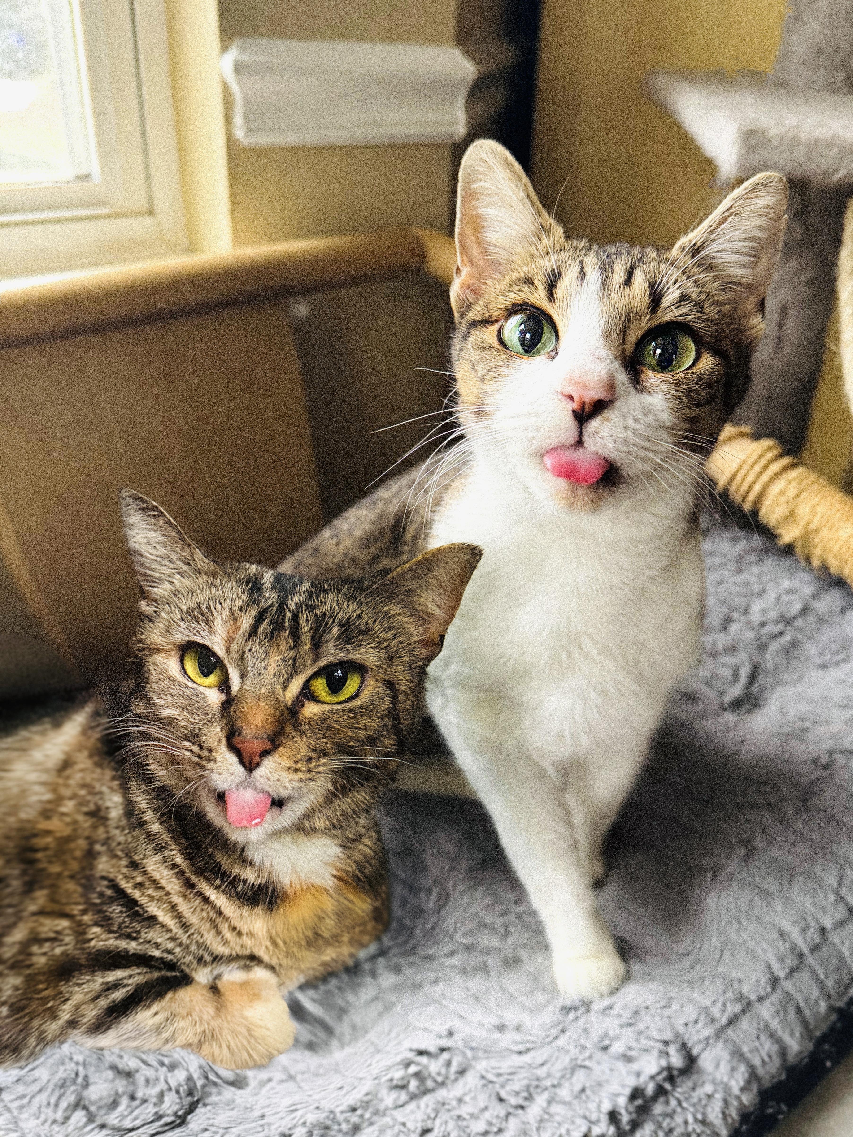 Tiger & Beaver thumbnail 2