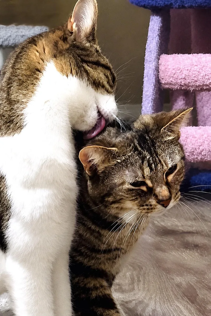 Tiger & Beaver thumbnail 4