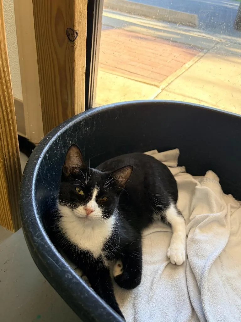 A baby medium-sized female Domestic Short Hair cat named Ditzy for adoption in Batesville, AR