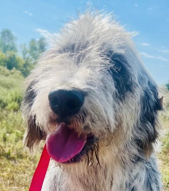 A young medium-sized male Bernadoodle dog named Speckles for adoption in Dallas , TX