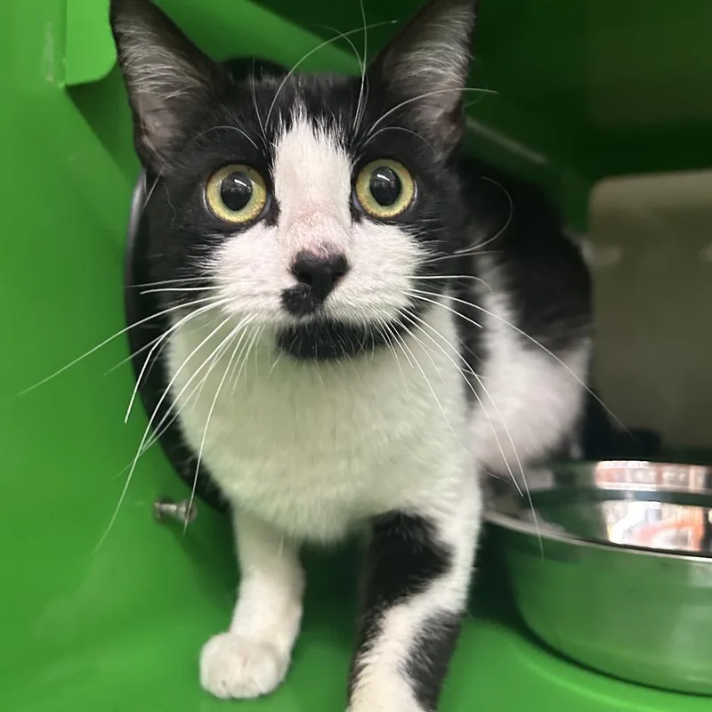 A young medium-sized female Black Domestic Short Hair cat named Magic for adoption in Point Richmond, CA